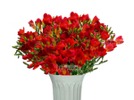 Фрезия красная