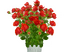 Розы кустовые с доставкой