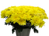 Зембла