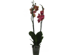 Орхидея