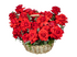 Французская роза